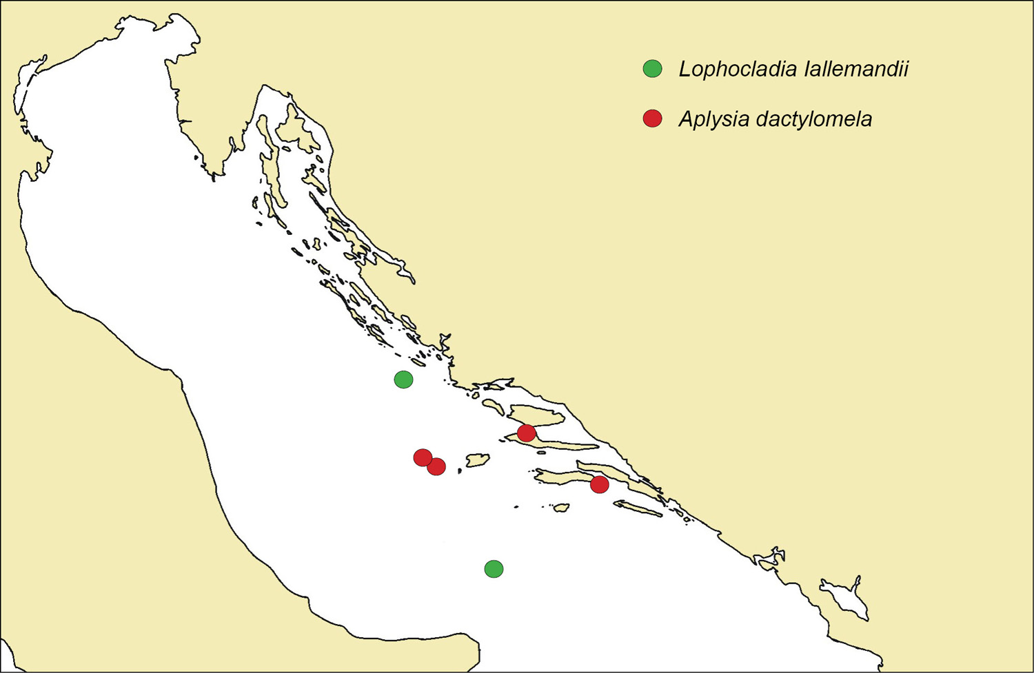1 Nalazita invazivne alge Lophocladia Iallemandii i pua crnokrugog zekana Aplysia dactylomela tijekom 2012. godine.
